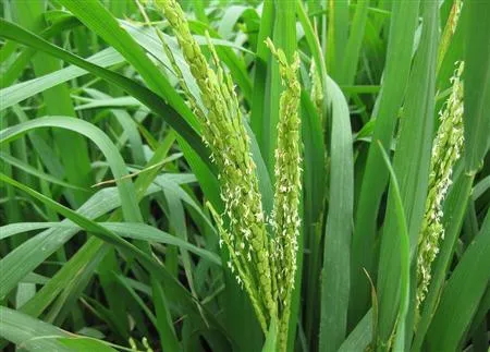 【重要推荐】水稻打苞-抽穗期水层、温度的管理？