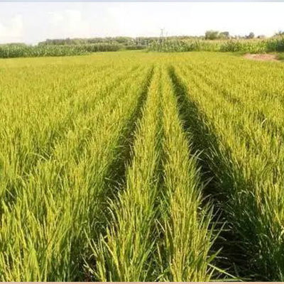 关键的水稻断水收割期，80%稻民会忽略