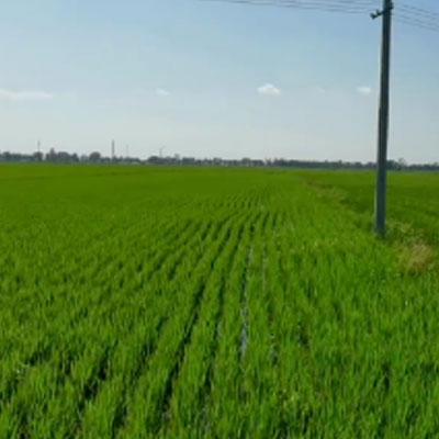 沃而得农业——台风后的水稻管理，“先发”利于“补救”