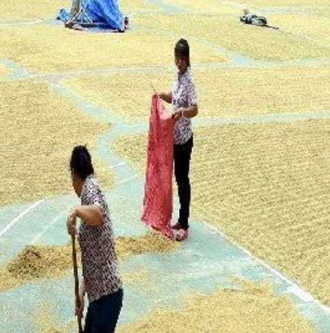 如何有效晒种——沃而得农业